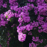 Bougainvillea Plants - Pack 2 Bougainvillea Flowering Plants - Starter from 4 to 6 Inches Tall Bareroot - Growing Outdoor (Purple)
