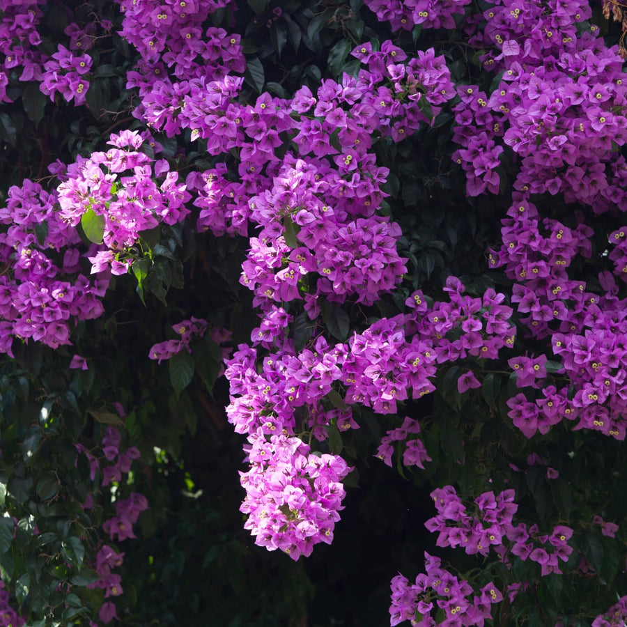 Bougainvillea Plants - Pack 2 Bougainvillea Flowering Plants - Starter from 4 to 6 Inches Tall Bareroot - Growing Outdoor (Purple)