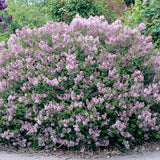 2 Lilac Bushes Trees Live Plants 8-12 Inches Tall, Well Rooted in Quart Pot, Fragrant Spring Flowering Outdoor Plant (Light Pink-Purple Lilac Shrub)