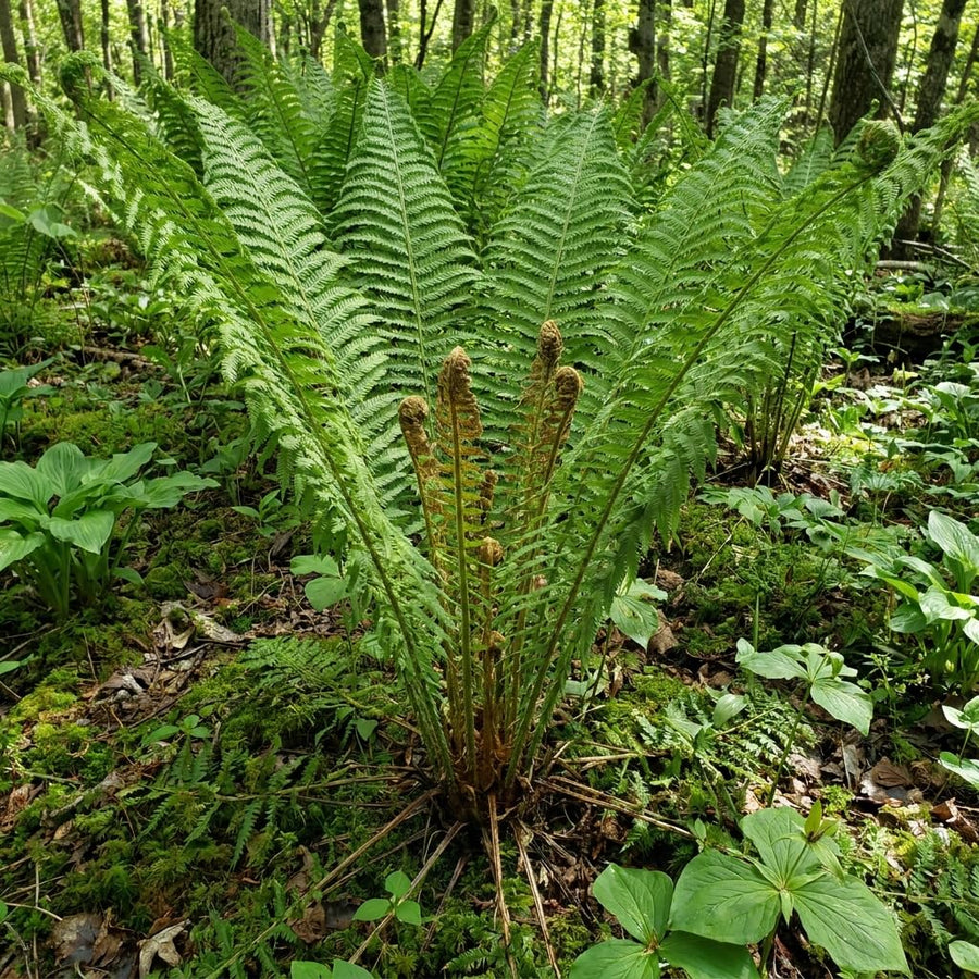 10 Ostrich Fern Live Rhizomes, Shade Perennial Fern Plants for Outdoor Growing, Hardy, Fast Growing