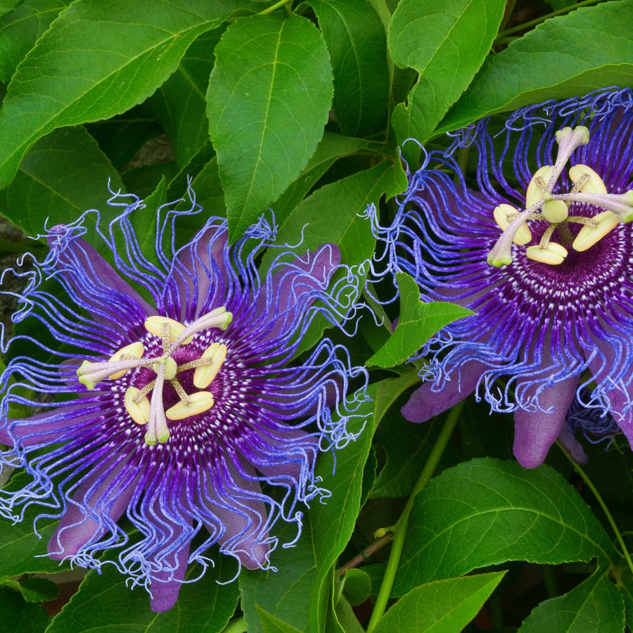 Purple Passion Flower Plant - Violet Purple Blue Passion Flower Vine Live Plant - Size 5 to 7 Inch Tall, Passiflora Flowers Starter Plant, Without Pot
