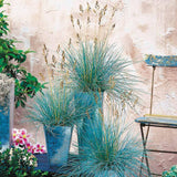 Fescue Colorgrass Ornamental Grasses Live Plants, Perennial 5-9" in Tall Live Blue Grass Plant for Planting, No Pot