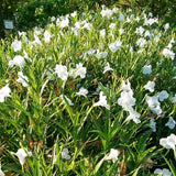 2 Mexican Petunias Live Plants - Petunia Plants Live, Live Petunia Plants Outdoor - Zone 8 to 11, Size 4 to 7 Inch Tall, White