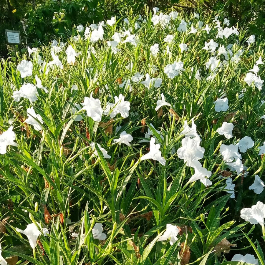 2 Mexican Petunias Live Plants - Petunia Plants Live, Live Petunia Plants Outdoor - Zone 8 to 11, Size 4 to 7 Inch Tall, White