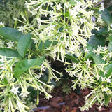 2 Cestrum Nocturnum Plants Live, Night Blooming Jasmine Plants Live, 5 to 8 Inc Tall