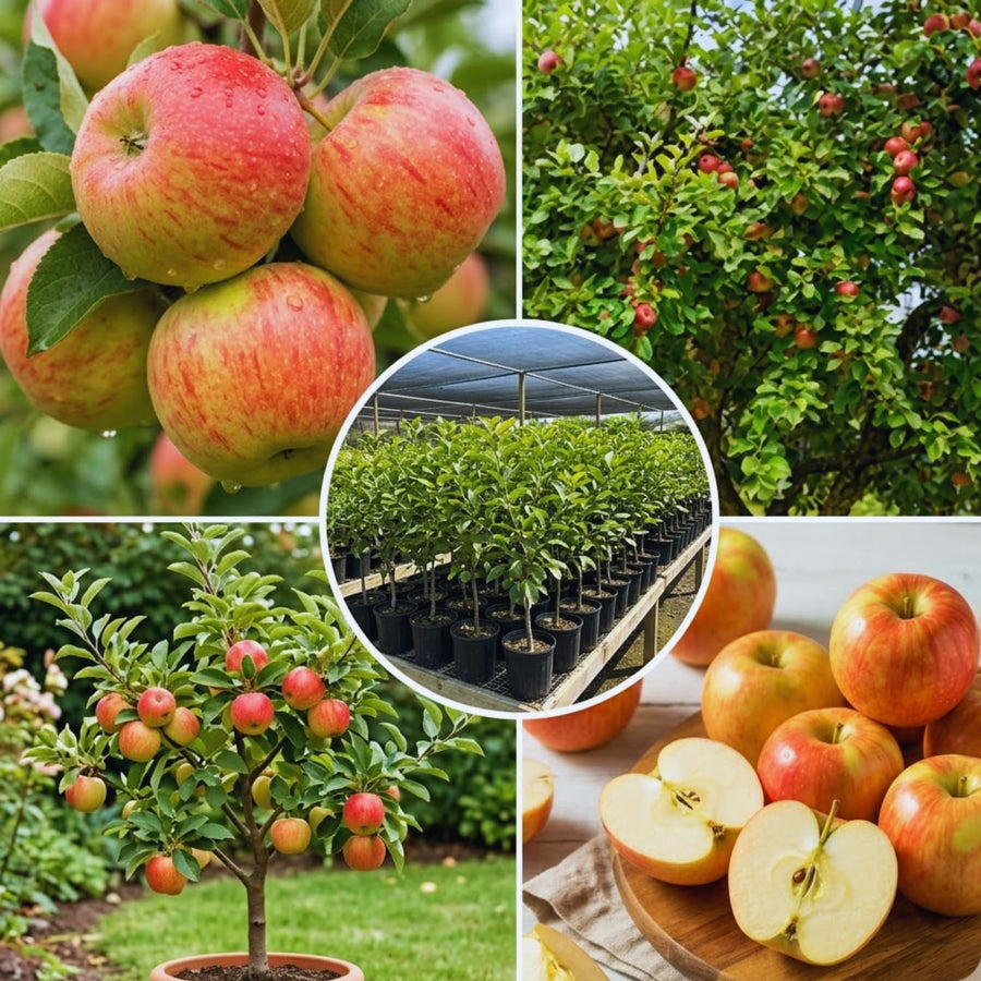 Honeycrisp Apple Plant Live, 2 to 3 Feet Tall, Sweet Apple Fruit Tree Plant for Garden, Live Apple Tree, Apple Tree Live Plant