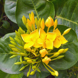 2 Dwaft Ixora Plants Live, Flowers Plants, Live Ixora Plant from 4 Inc Tall Well Rooted (Yellow)