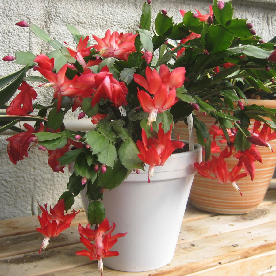 2 Live Red Christmas Cactus Plants, Red Christmas Cactus Plants Live, 4 to 6 Inch, Bare Root, Perennial Flower Holiday Succulent Plant, No Pot