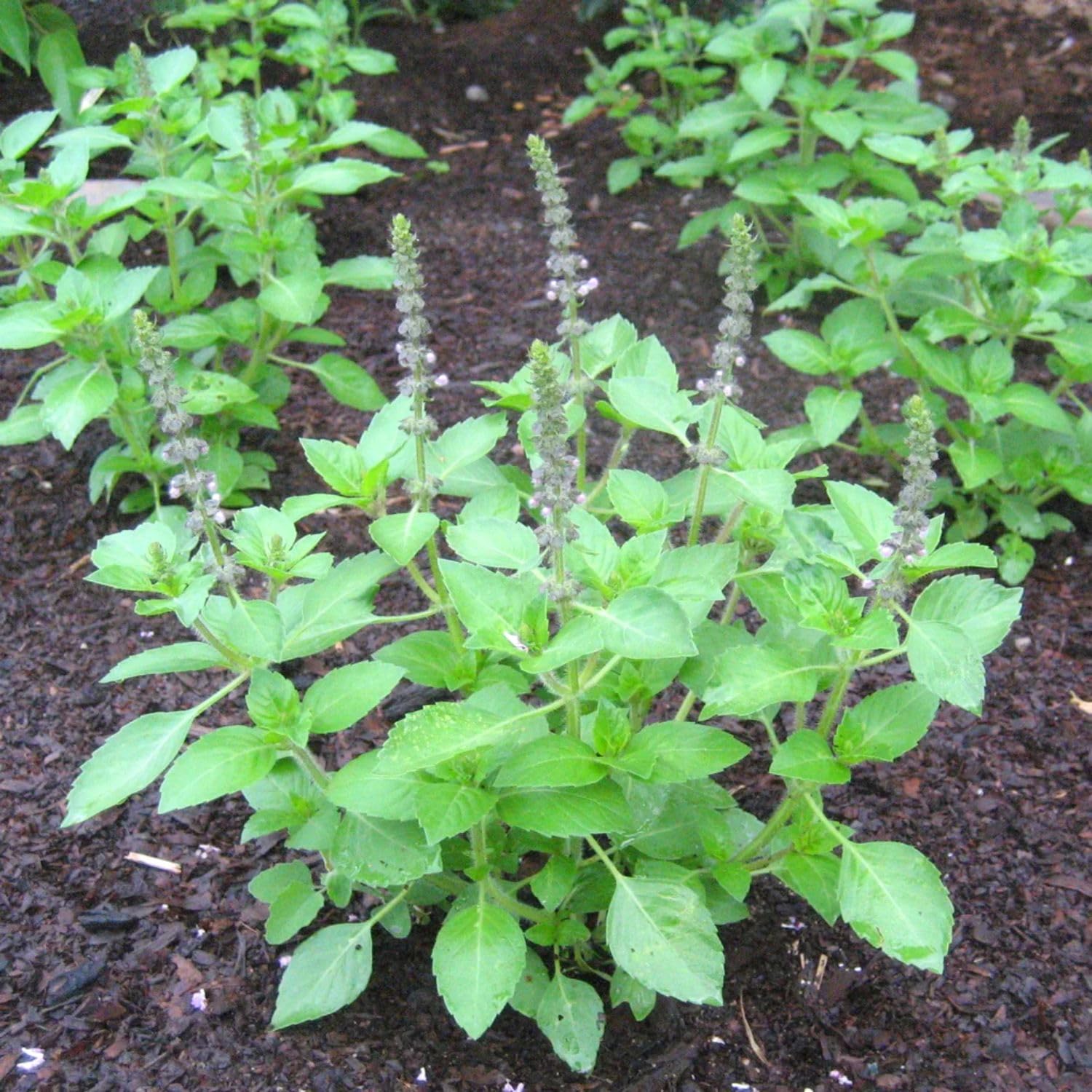 Holy Basil Plant, Herb Plant Seedlings, 4 Inches Pot, Green Basil Plant Pot Planting Outdoor