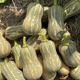 10 Striped Butternut Squash Seeds for Planting, Winter Squash Vegetable Seeds, Garden Seeds for Outdoor Growing
