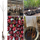 2 Wild Black Cherry Trees Live Plant, Cherry Plant Live Fruit Tree, 12-18 Inch Height, Bareroot Dormant, Black Cherry Tree Plant for Planting