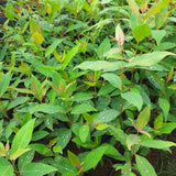 Fragrant Starter Eucalyptus Tree Plant Live, 5-8 Inches Tall, Dormant, Fragrant Leaf for Home Decor, Ready for Transplant (Lemon)