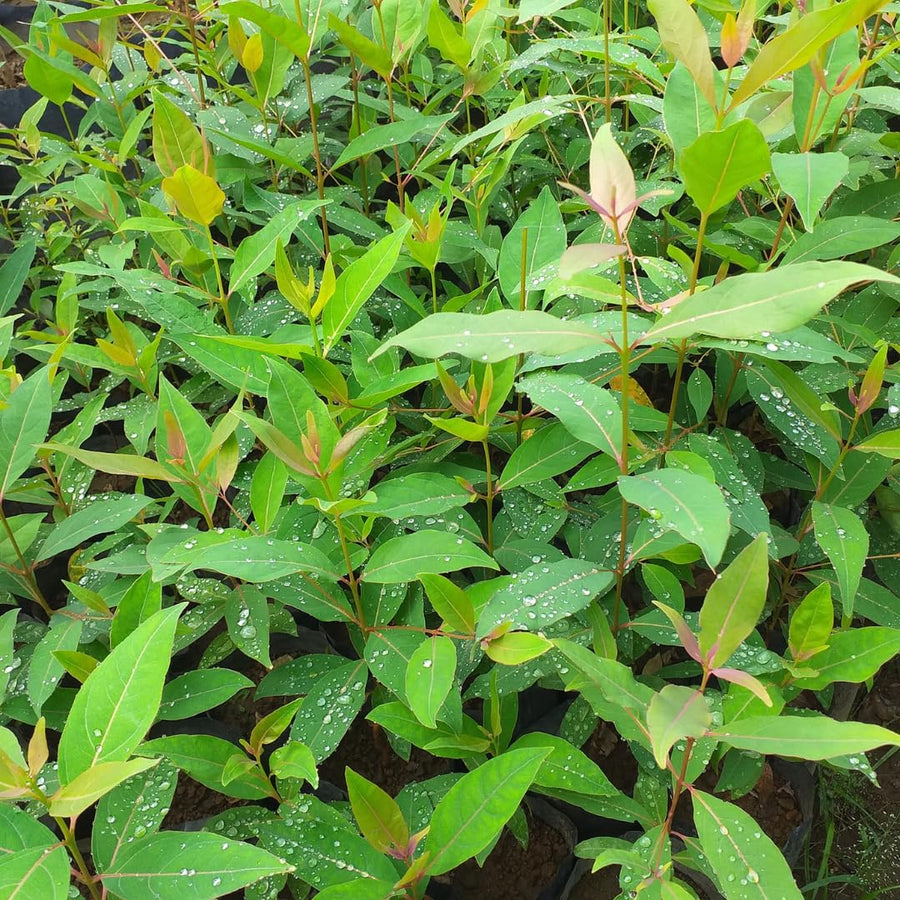 Fragrant Starter Eucalyptus Tree Plant Live, 5-8 Inches Tall, Dormant, Fragrant Leaf for Home Decor, Ready for Transplant (Lemon)