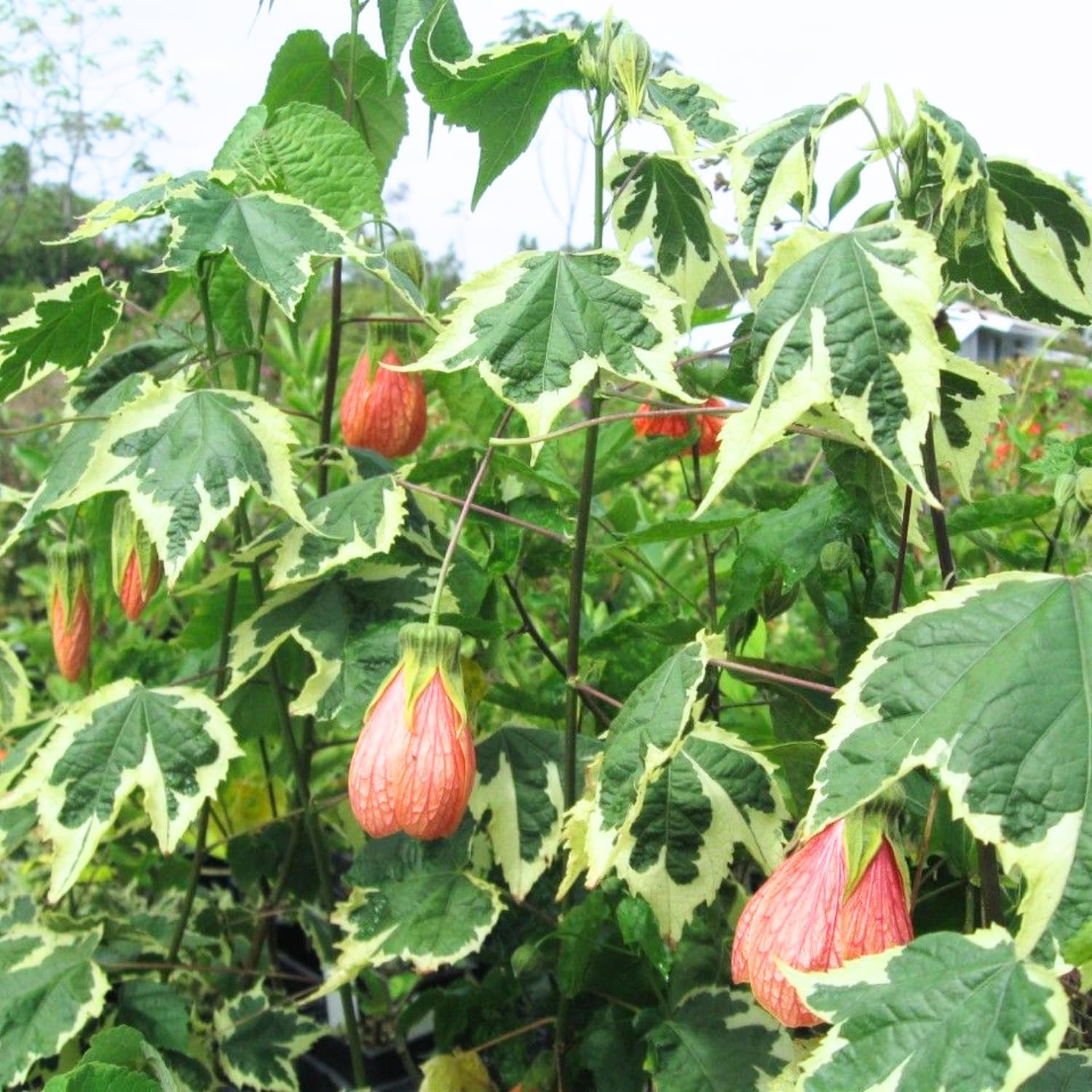 2 Abutilon Plants 5-9 Inches Tall - Lantern Trees Perfect for Enhancing Your Indoor and Outdoor Garden - Trailing Hanging Flower Vine (Mix Abutilon)