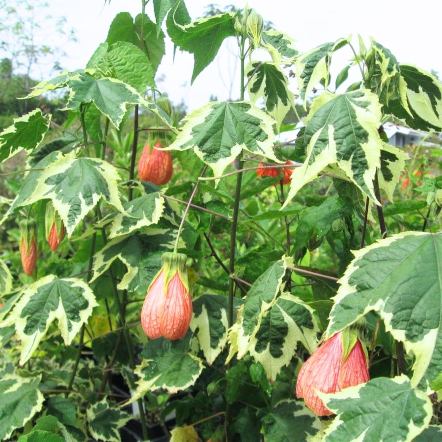 2 Abutilon Plants 5-9 Inches Tall - Lantern Trees Perfect for Enhancing Your Indoor and Outdoor Garden - Trailing Hanging Flower Vine (Mix Abutilon)