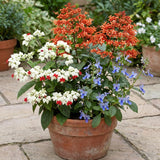Random Clerodendrum Plants Live, Trailing Light Bulb Flowering Vine, 4-8 Inch Tall, Ready to Plant Outdoor