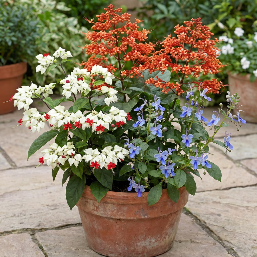 Random Clerodendrum Plants Live, Trailing Light Bulb Flowering Vine, 4-8 Inch Tall, Ready to Plant Outdoor