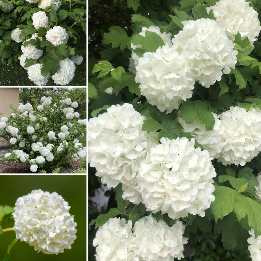 Old Snowball Viburnum Live Plants, 6-12 Inch Tall Viburnum Plant in 4 inch Pot, Perennial Hardy Flower Plant for Garden, Patio and Landscape