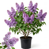 Live Common Lilac Plant, Purple Syringa Flower Plant in 4 Inch Pot, 6-12 Inch Tall Flowering Shrub, Fragrant Spring Garden Plant