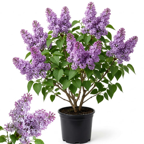 Live Common Lilac Plant, Purple Syringa Flower Plant in 4 Inch Pot, 6-12 Inch Tall Flowering Shrub, Fragrant Spring Garden Plant