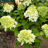Green Hydrangea Live Plant, Quart Pot Hydrangea Plant - Change Bloom Colors, Perennial Hardy Blooming Shrub for Garden, Patio and Landscape