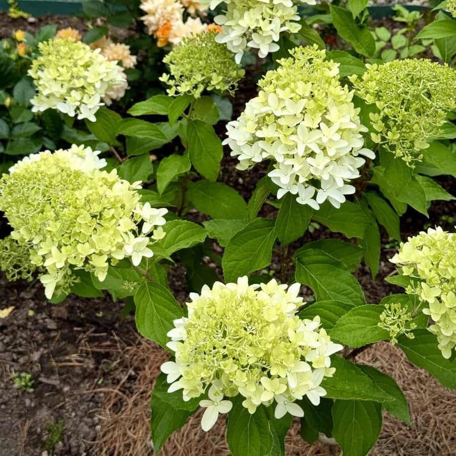 Green Hydrangea Live Plant, Quart Pot Hydrangea Plant - Change Bloom Colors, Perennial Hardy Blooming Shrub for Garden, Patio and Landscape
