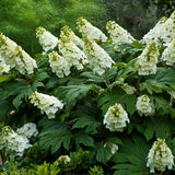 Hydrangea Live Plant, 4 Inch Pot, White Hydrangea Bush, Hardy Perennial Flowering Shrub, 6-12" Tall