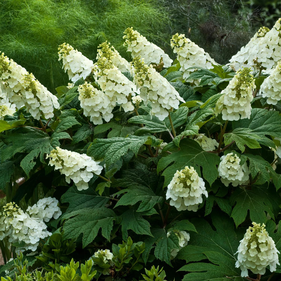 Hydrangea Live Plant, 4 Inch Pot, White Hydrangea Bush, Hardy Perennial Flowering Shrub, 6-12" Tall