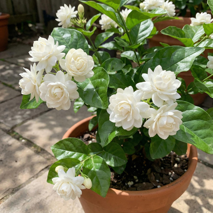 Live Duke Jasmine Plant, Well Rooted Jasmine Vine in Gallon Pot, Extremely Fragrant, Hardy, Indoor Outdoor Planting