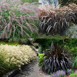 2 Mixed Fountain Grass Live Plants, Perennial Grass Clumps for Outdoor Landscaping Growing, Ornamental Grasses Ready to Grow 4-9 Inches
