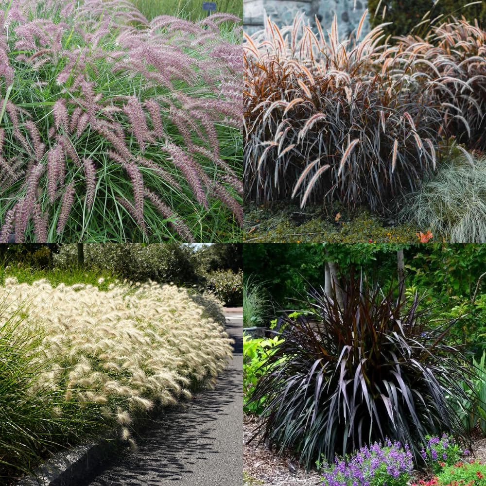 2 Mixed Fountain Grass Live Plants, Perennial Grass Clumps for Outdoor Landscaping Growing, Ornamental Grasses Ready to Grow 4-9 Inches