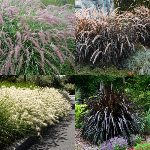2 Mixed Fountain Grass Live Plants, Perennial Grass Clumps for Outdoor Landscaping Growing, Ornamental Grasses Ready to Grow 4-9 Inches