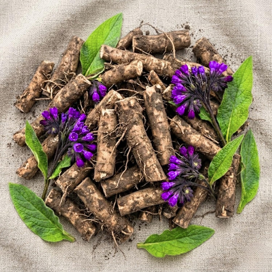 9 Comfrey Roots for Planting, Comfrey Cuttings Bocking 4 Rhizomes, 1-2", Perennial Herbs for Growing Outdoor, Fast Growth and High Yields