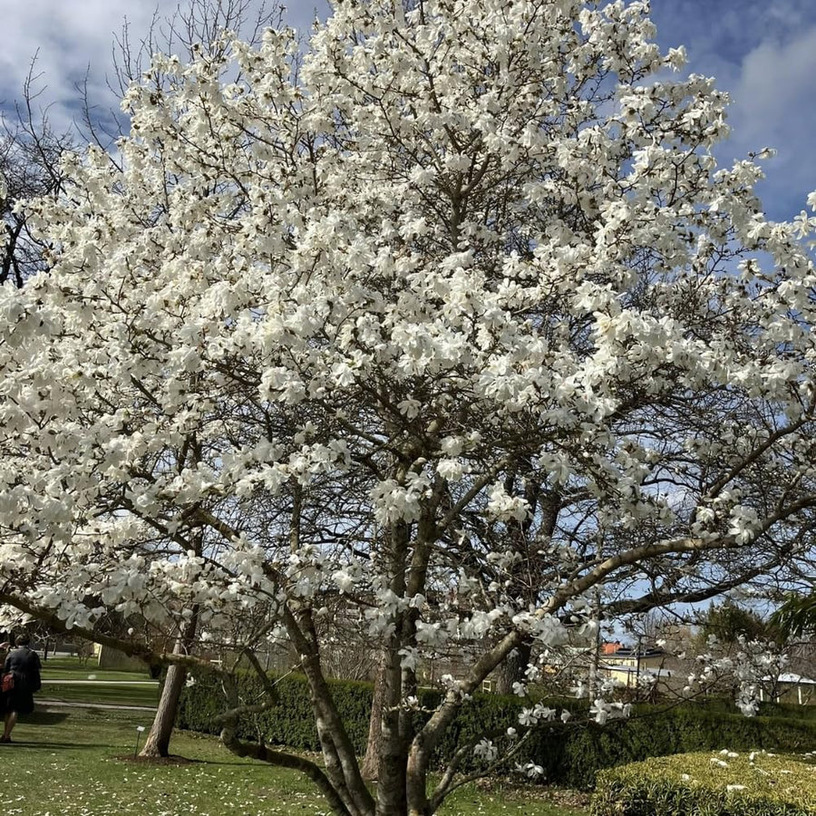 Set of 2 Magnolia Trees Live Plant – Sweetbay Magnolia, 6–12 Inches Tall, Fragrant Magnolia Flowers, Outdoor Planting in Pots, Beautiful Ornamental Trees