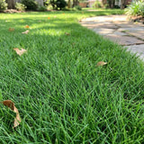12000 Zoysia Empire Grass Seeds, Zoysia Grass Seeds, Low-Maintenance for Home Yards and Gardens