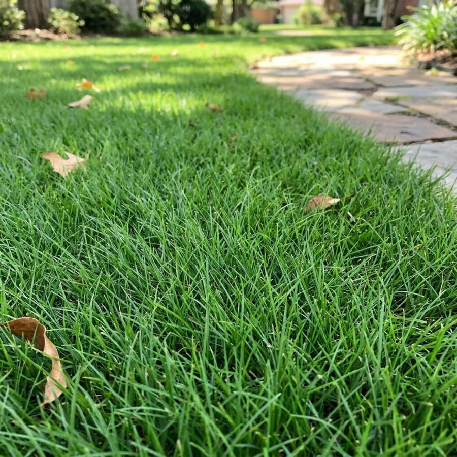 12000 Zoysia Empire Grass Seeds, Zoysia Grass Seeds, Low-Maintenance for Home Yards and Gardens