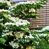 Kousa Dogwood Live Tree in Quart Pot, Flowering Ornamental Trees for Outdoor Garden, White Blooms Spring Tree 8-14 Inches Tall