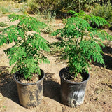 Live Moringa Oleifera Tree Plant, 1-2 Feet Tall, Established Malunggay Plant in Pot, Fast-Growing Drumstick Tree, No CA