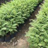 Jacaranda Mimosifolia Live Plant, 8-10 Inches Tall in 4" Pot, Blue Purple Flowering Tree for Outdoor Growing Garden and Landscape