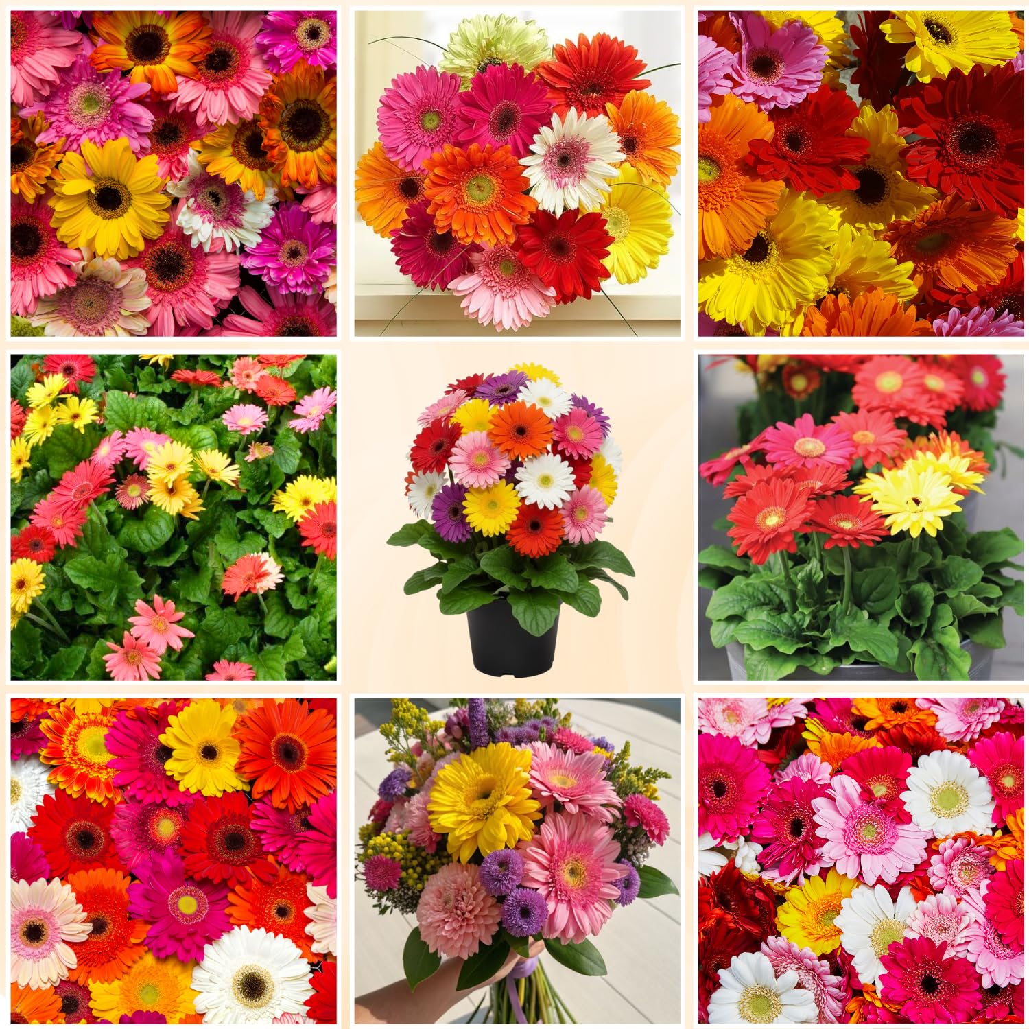 2 Random Gerbera Daisy Plants Live, Gerbera Daisies Flower Plants 5 to 7 Inches Tall, Ready to Bloom, Hardy Outdoor Plant