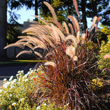 2 Ornamental Grass Plants - Purple Fountain Grasses Live Plants Perennial - 5-9 Inc Tall - Live Grass Seedlings Indoor Outdoor