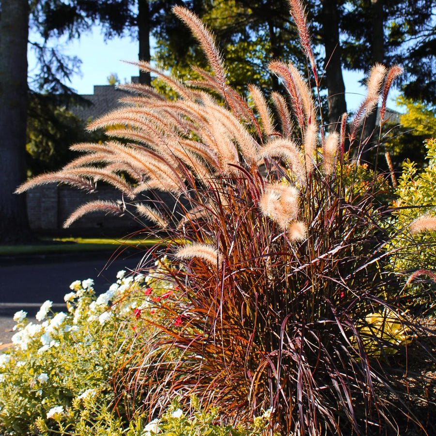 2 Ornamental Grass Plants - Purple Fountain Grasses Live Plants Perennial - 5-9 Inc Tall - Live Grass Seedlings Indoor Outdoor
