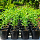 Outdoor Moringa Tree Live Plant, 6-8 Inc Malunggay Plants Live, Drumstick Tree Horseradish, Herb Moringa Plants for Planting in 4" Pot