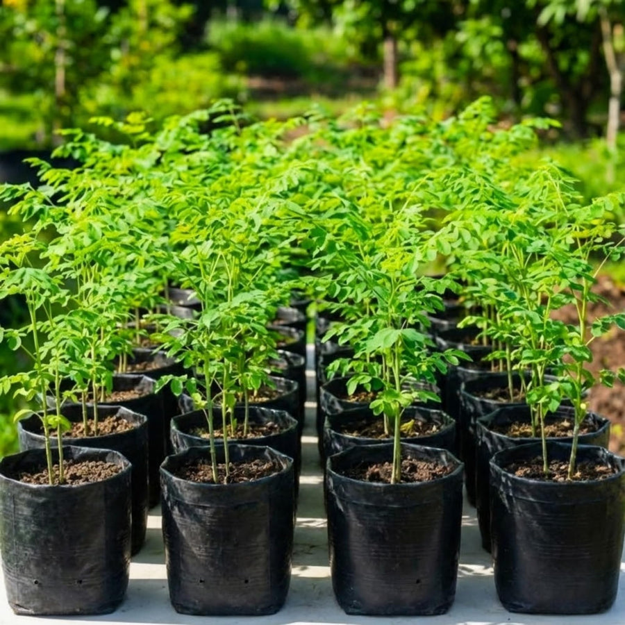 Outdoor Moringa Tree Live Plant, 6-8 Inc Malunggay Plants Live, Drumstick Tree Horseradish, Herb Moringa Plants for Planting in 4" Pot