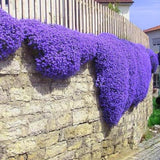7000 Creeping Thyme Seeds for Planting, Ground Cover Herb Seeds for Garden, Low Growing Thyme for Lawn, Pathways or Rock Garden