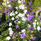Mix Mexican Petunias Live Plant 4-8" Tall, 3 Plant Per Pot, Petunias Live Plants 4 Inch Pot, Colorful Flowering for Garden, Landscape