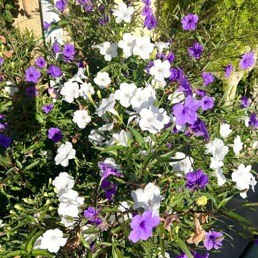 Mix Mexican Petunias Live Plant 4-8" Tall, 3 Plant Per Pot, Petunias Live Plants 4 Inch Pot, Colorful Flowering for Garden, Landscape