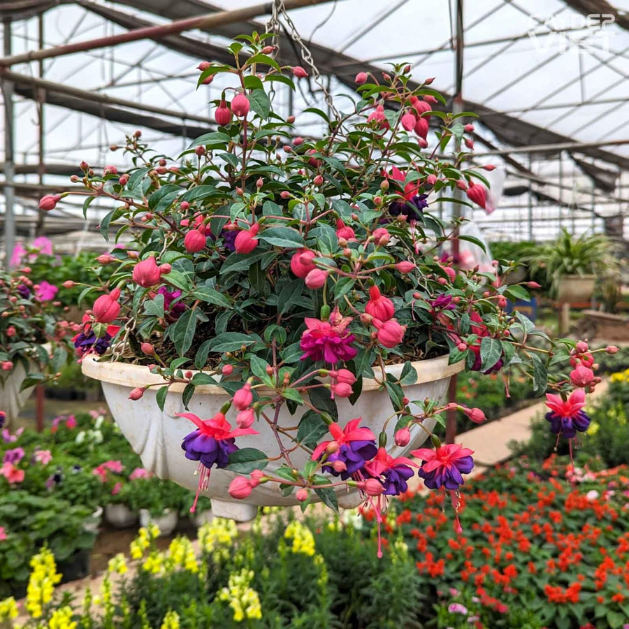 Set 2 of Hardy Fuchsia Plants Live Hanging Basket, 4 to 6 Inc Long, Blue Eyes Fuchsia Live Plant Gardening Planting