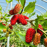3 Years Old Red Mulberry Tree Live Plant, Ready to Bear Fruit, High Yielding, Zones 9-11, Size 2-3 Feet