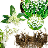 10 Lily of The Valley Roots, Cold Hardy Perennial White Lilies Bulbs for Garden,Spring Planting